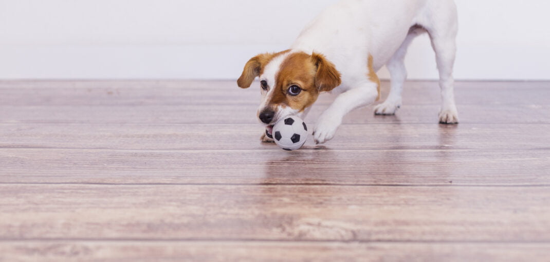 Cute puppy on luxury vinyl flooring