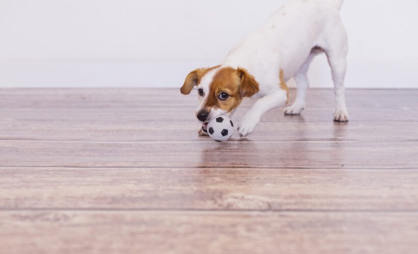 Cute puppy on luxury vinyl flooring