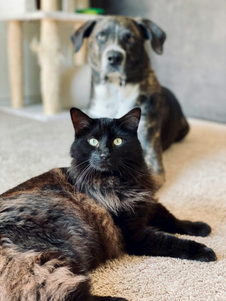 Cute pets relaxing on the carpet in Longview, TX